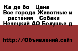 Ка де бо › Цена ­ 25 000 - Все города Животные и растения » Собаки   . Ненецкий АО,Белушье д.